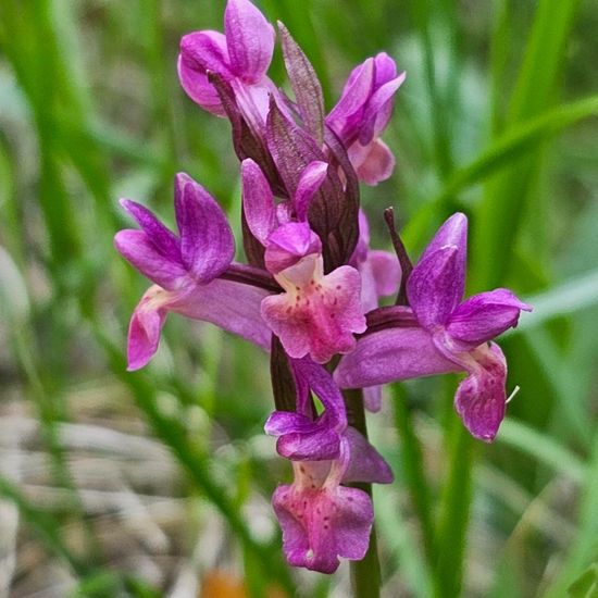 Orchideae: Plant in habitat Boreal forest in the NatureSpots App