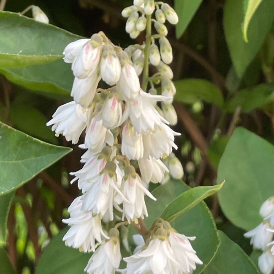 Deutzia scabra: Plant in habitat City and Urban in the NatureSpots App