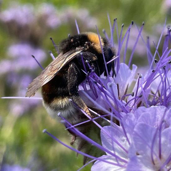 Bombus vestalis: Animal in habitat Buffer strip in the NatureSpots App