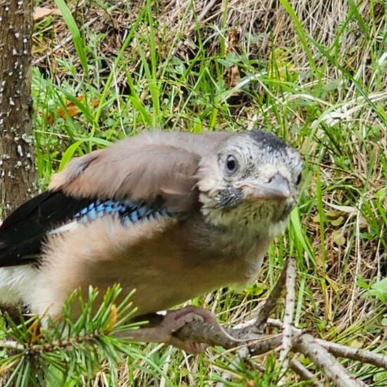 Eurasian Jay: Animal in habitat Boreal forest in the NatureSpots App