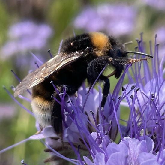 Bombus vestalis: Animal in habitat Buffer strip in the NatureSpots App