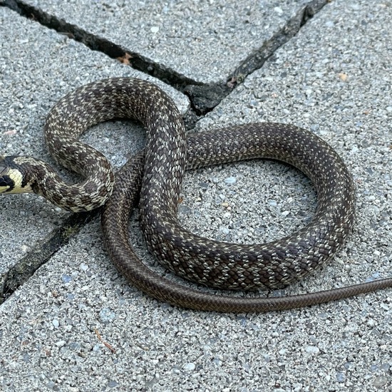 Aesculapian Snake: Animal in habitat Garden in the NatureSpots App