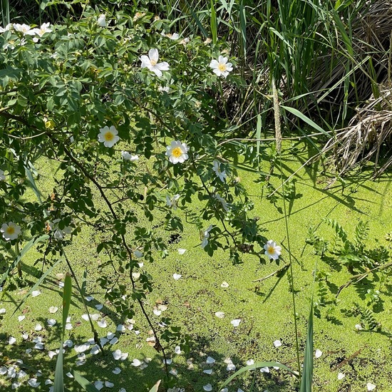 Landscape: Freshwater in habitat Stream in the NatureSpots App