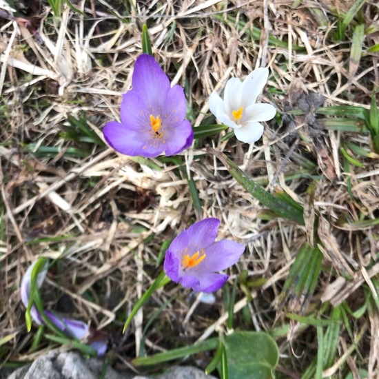 Crocus vernus: Plant in habitat Mountain meadows in the NatureSpots App