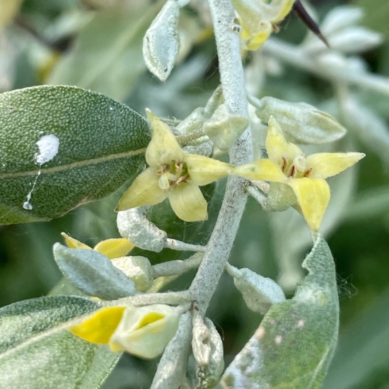 Elaeagnus angustifolia: Plant in habitat Buffer strip in the NatureSpots App