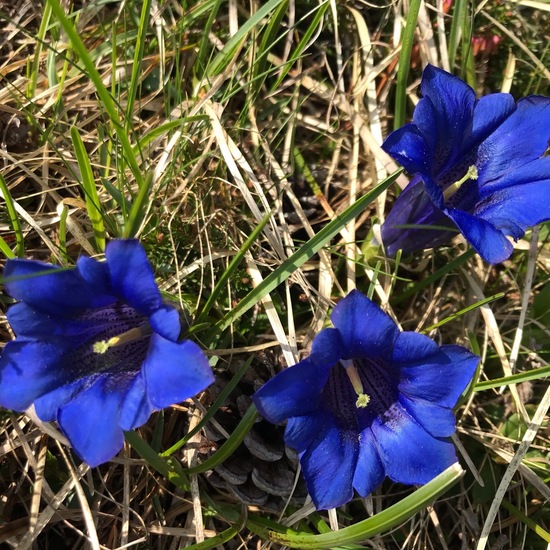 Gentiana clusii: Plant in habitat Rock areas in the NatureSpots App