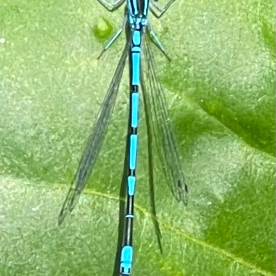 Azure damselfly: Animal in habitat Temperate forest in the NatureSpots App