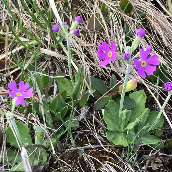 Primula farinosa: Plant in habitat Rock areas in the NatureSpots App