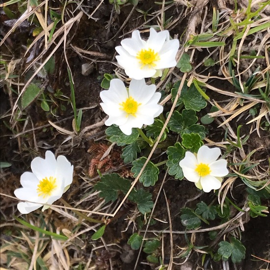 Ranunculus alpestris: Plant in habitat Rock areas in the NatureSpots App