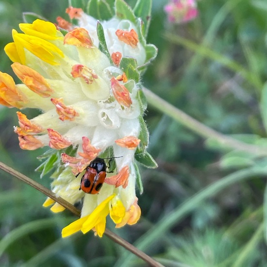 Cryptocephalus bipunctatus bipunctatus: Animal in habitat Natural Meadow in the NatureSpots App