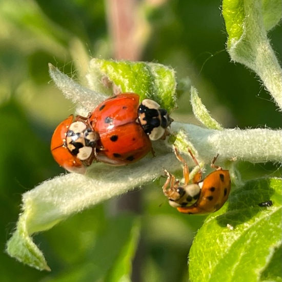 Harmonia axyridis: Animal in habitat Garden in the NatureSpots App