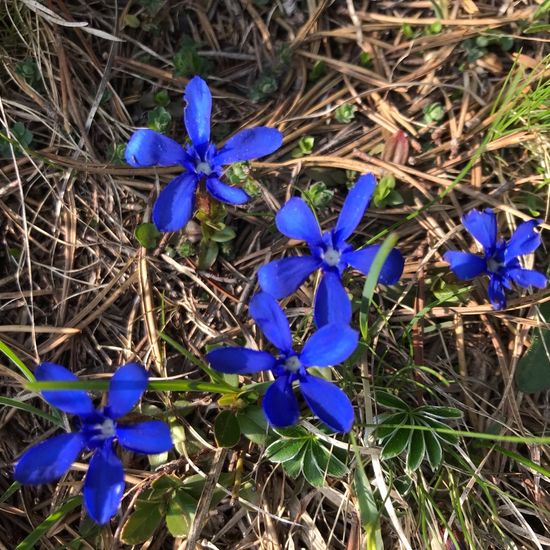 Gentiana verna: Plant in habitat Rock areas in the NatureSpots App