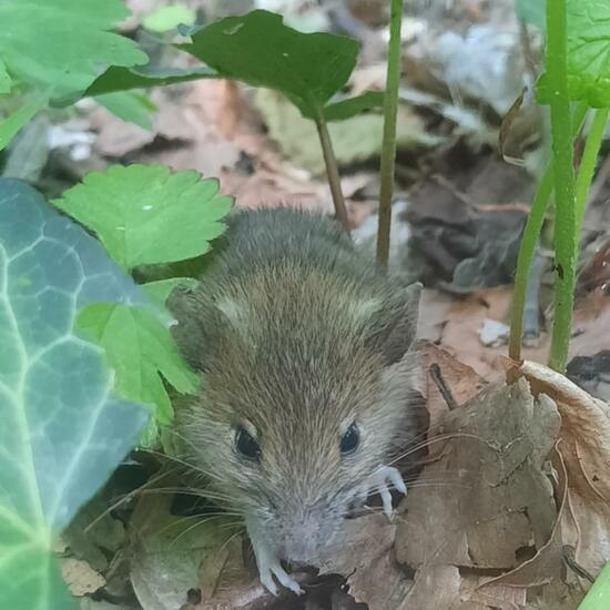 Waldmaus: Tier im Habitat Wald der gemäßigten Breiten in der NatureSpots App