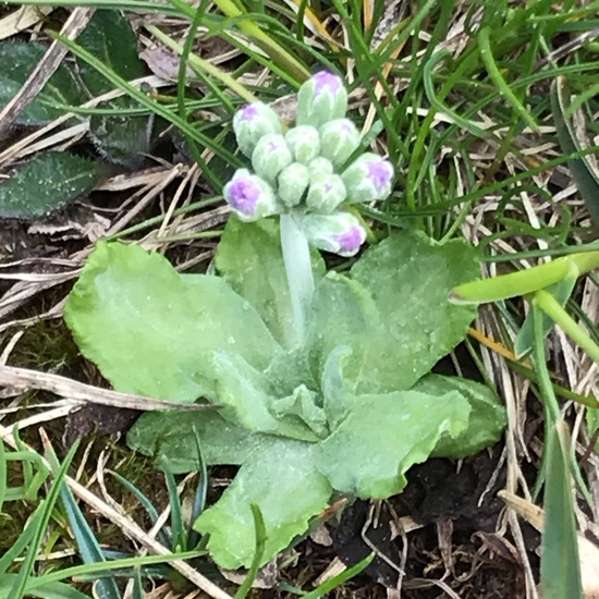 Primula farinosa: Plant in habitat Rock areas in the NatureSpots App