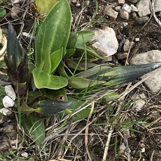 Gentiana clusii: Plant in habitat Rock areas in the NatureSpots App