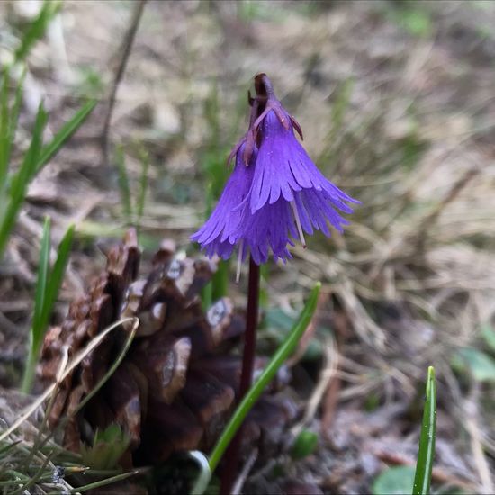 Soldanella alpina: Plant in habitat Rock areas in the NatureSpots App