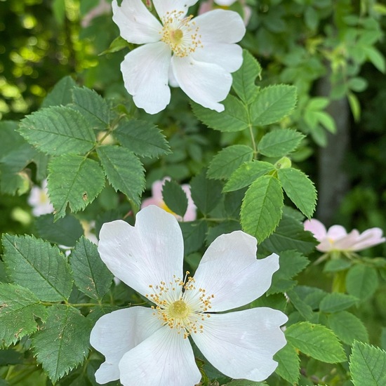 Rosa canina: Plant in nature in the NatureSpots App