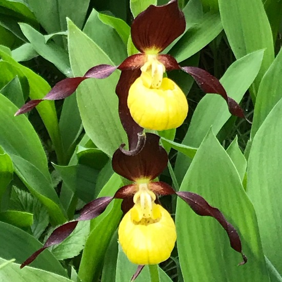 Cypripedium calceolus: Plant in habitat Riparian forest in the NatureSpots App