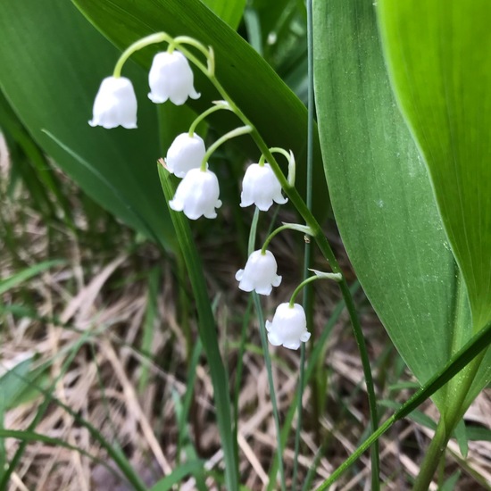 Convallaria majalis: Plant in habitat Riparian forest in the NatureSpots App