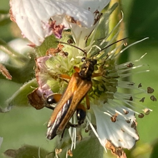 Oedemera podagrariae: Animal in habitat Garden in the NatureSpots App