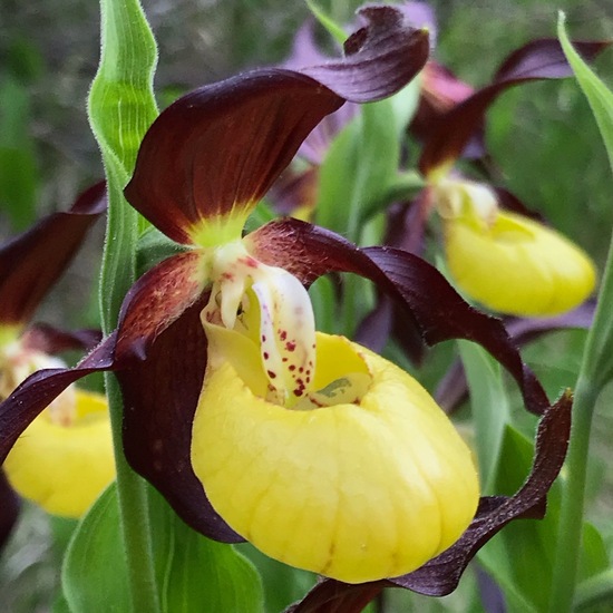 Cypripedium calceolus: Plant in habitat Riparian forest in the NatureSpots App