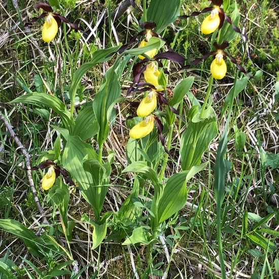 Cypripedium calceolus: Plant in habitat Riparian forest in the NatureSpots App