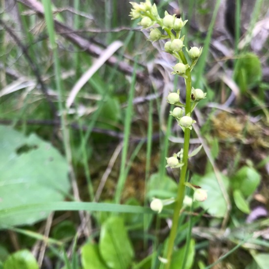 Round-leaved Wintergreen: Plant in habitat Riparian forest in the NatureSpots App