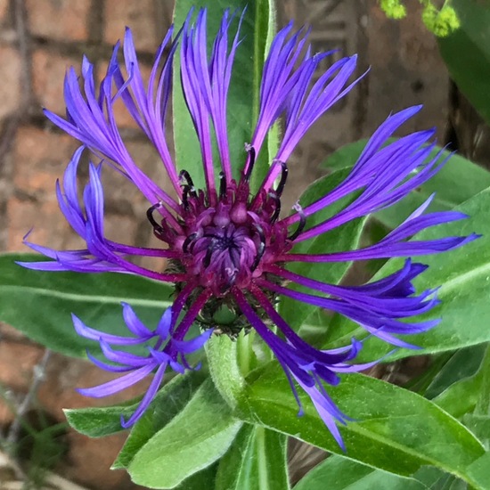 Centaurea montana: Plant in habitat Riparian forest in the NatureSpots App