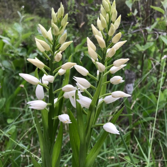 Cephalanthera damasonium: Plant in habitat Riparian forest in the NatureSpots App