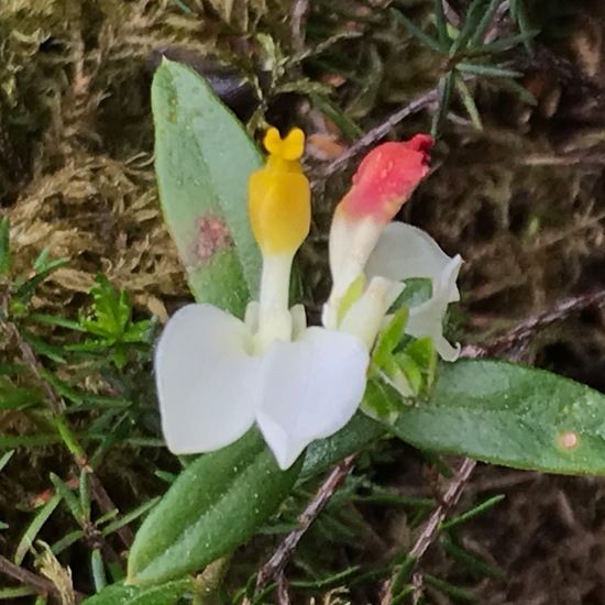 Polygala chamaebuxus: Plant in habitat Riparian forest in the NatureSpots App