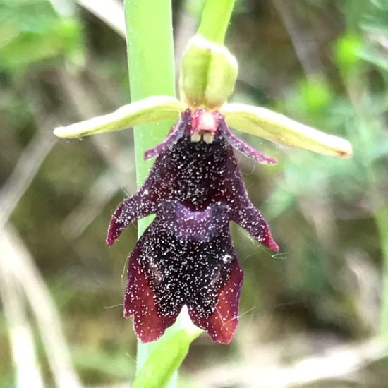 Ophrys insectifera: Plant in habitat Riparian forest in the NatureSpots App