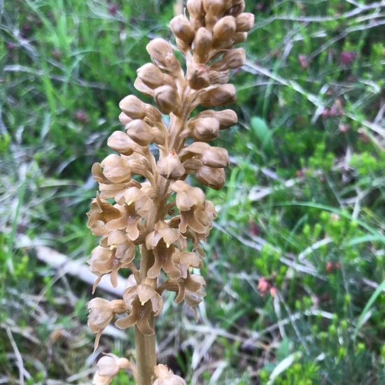 Neottia nidus-avis: Plant in habitat Riparian forest in the NatureSpots App