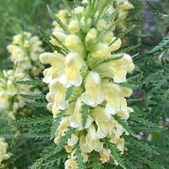 Pedicularis foliosa: Plant in habitat Riparian forest in the NatureSpots App