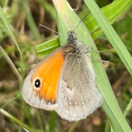 Small Heath: Animal in habitat Garden in the NatureSpots App