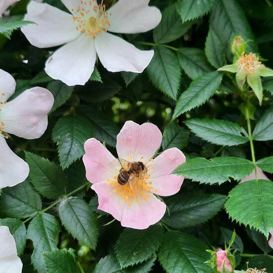 Apis mellifera: Animal in habitat Garden in the NatureSpots App