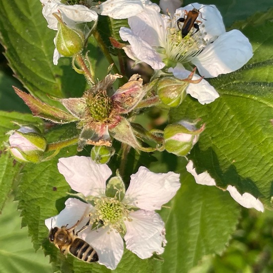 Rubus fruticosus: Plant in habitat Garden in the NatureSpots App