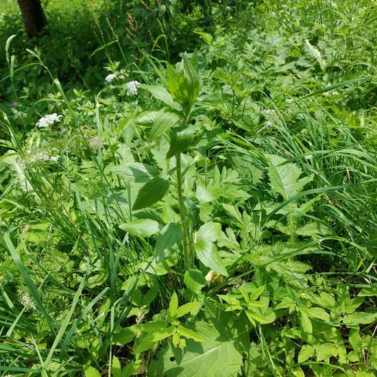 Erigeron annuus: Plant in habitat Natural Meadow in the NatureSpots App