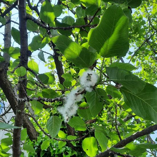 Populus nigra: Plant in nature in the NatureSpots App