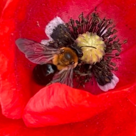 Andrena nitida: Animal in habitat Garden in the NatureSpots App