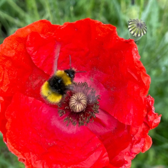 Early bumblebee: Animal in habitat Garden in the NatureSpots App