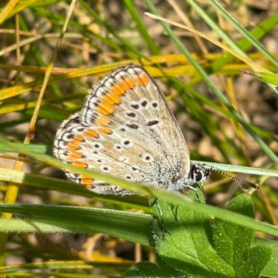 Aricia agestis: Animal in habitat Garden in the NatureSpots App