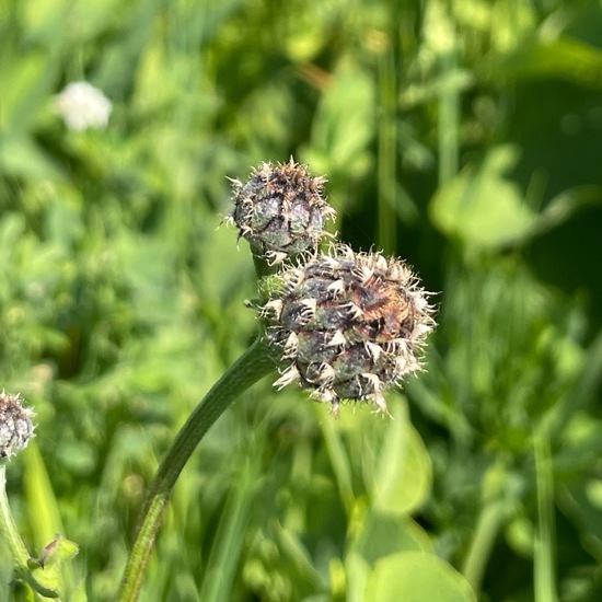 Centaurea scabiosa: Plant in habitat Natural Meadow in the NatureSpots App