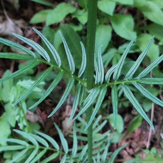 Valeriana: Plant in habitat Temperate forest in the NatureSpots App