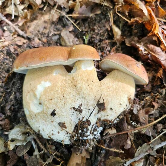 Boletus reticulatus: Mushroom in habitat Temperate forest in the NatureSpots App