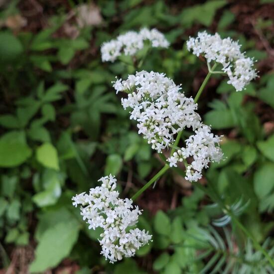 Valeriana: Plant in habitat Temperate forest in the NatureSpots App