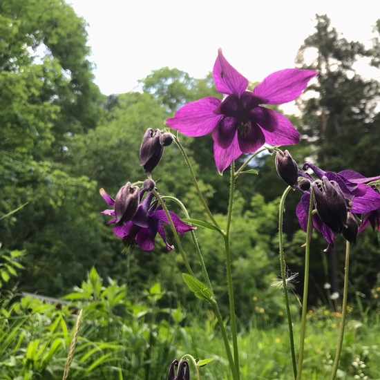 Aquilegia: Plant in habitat Temperate forest in the NatureSpots App