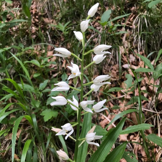 Cephalanthera damasonium: Plant in habitat Temperate forest in the NatureSpots App