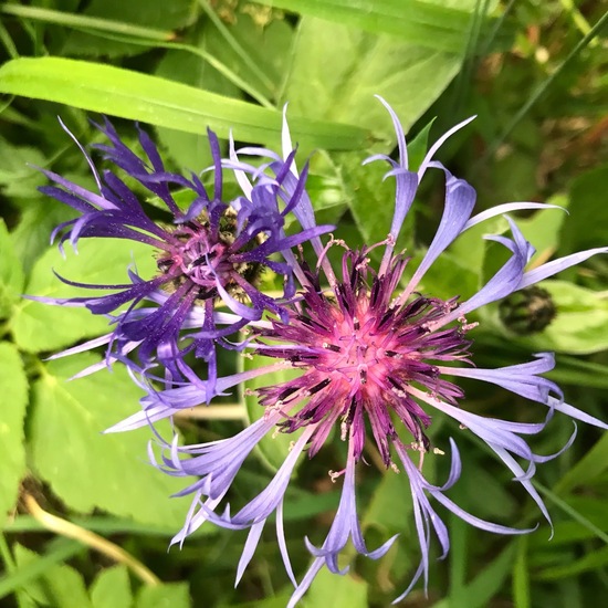 Centaurea montana: Plant in habitat Temperate forest in the NatureSpots App