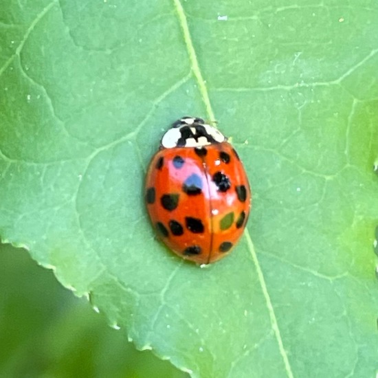 Harmonia axyridis: Animal in habitat Garden in the NatureSpots App