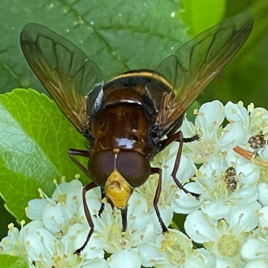 Volucella zonaria: Animal in habitat Garden in the NatureSpots App